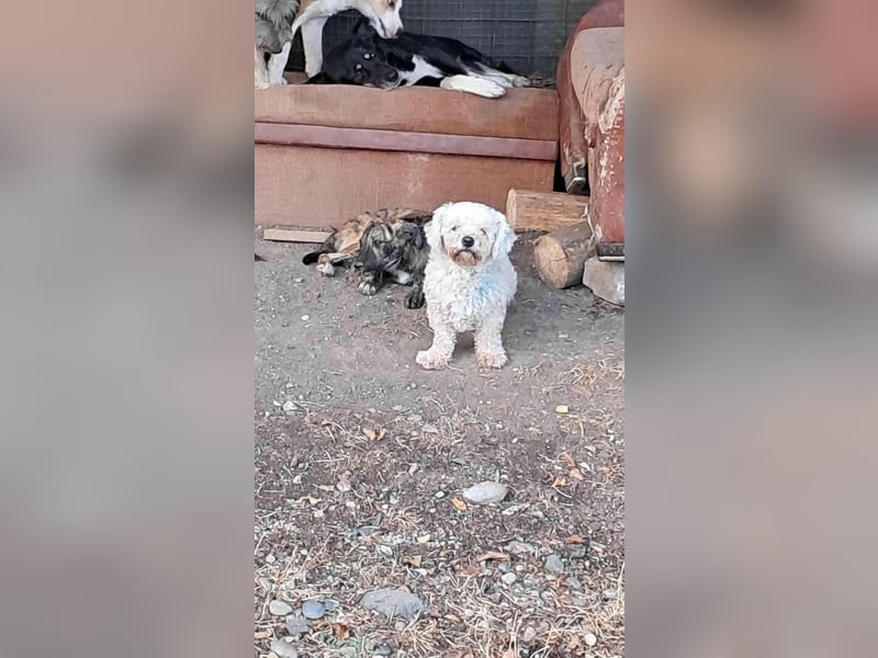 Kleiner Senior Tristan sucht sein Zuhause