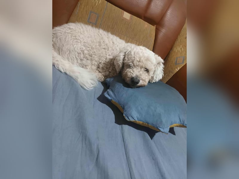 Kleiner Senior Tristan sucht sein Zuhause