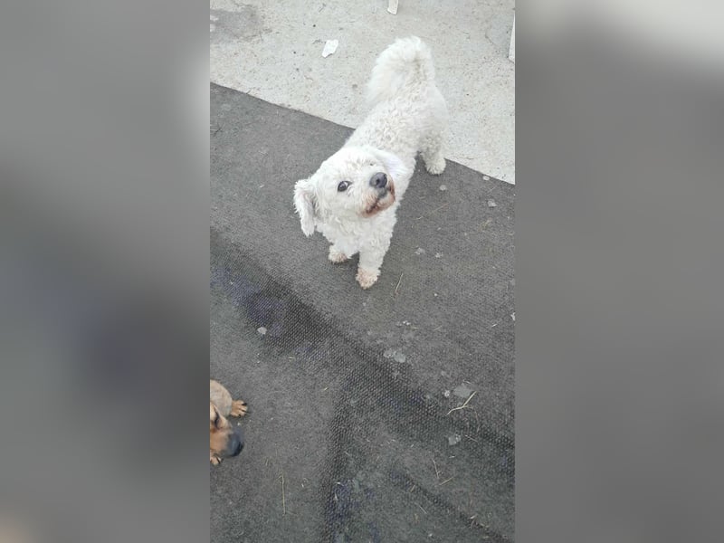 Kleiner Senior Tristan sucht sein Zuhause