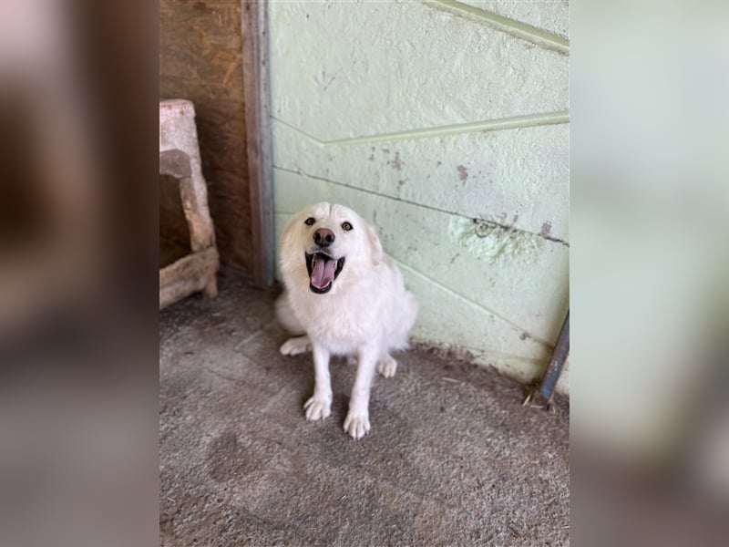 Shiro, sucht einen Gnadenplatz