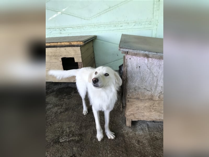 Shiro, sucht einen Gnadenplatz