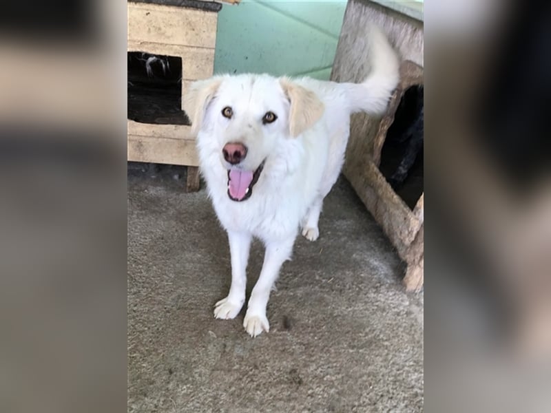 Shiro, sucht einen Gnadenplatz