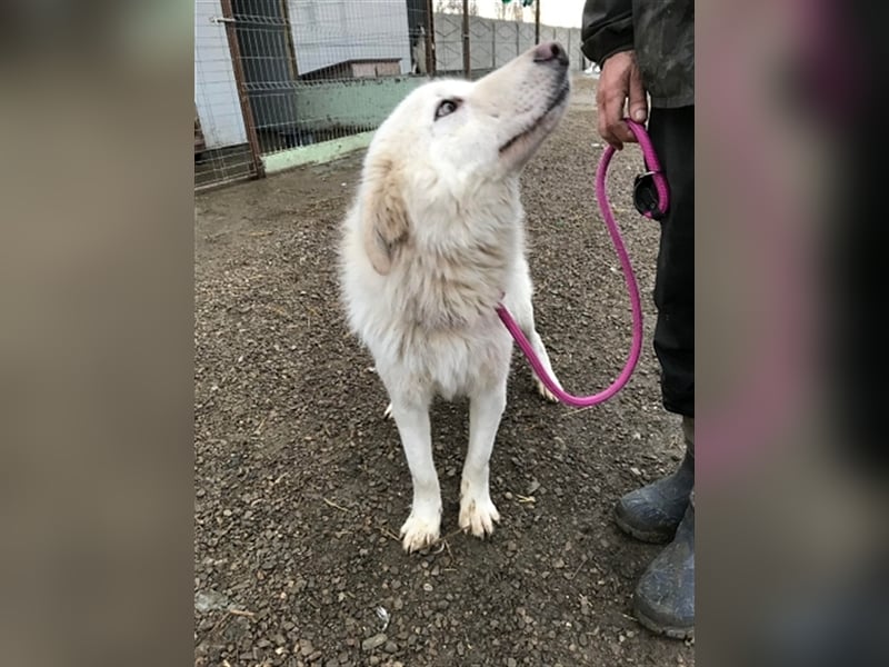 Shiro, sucht einen Gnadenplatz