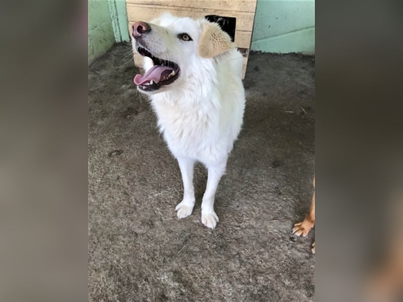 Shiro, sucht einen Gnadenplatz