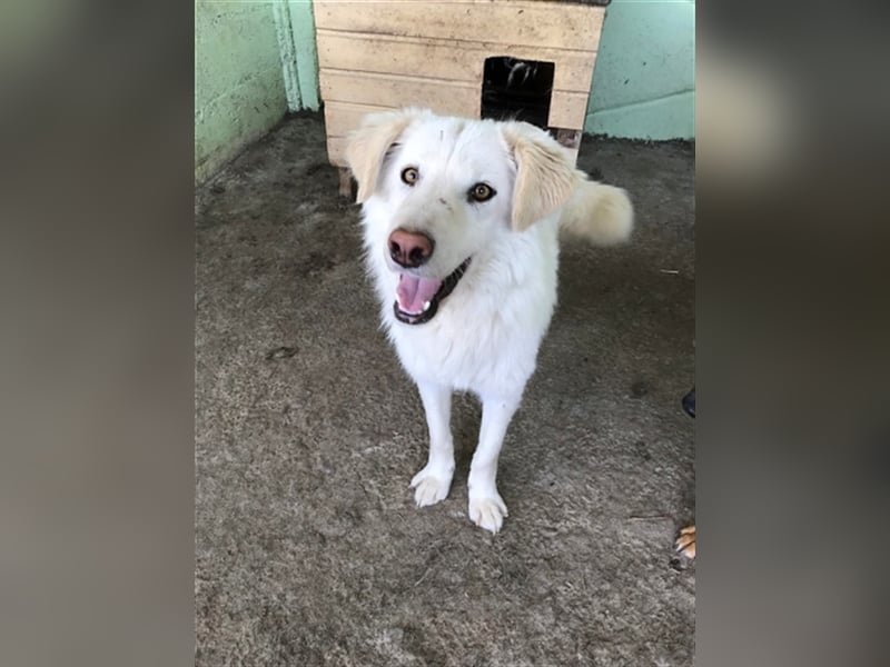Shiro, sucht einen Gnadenplatz