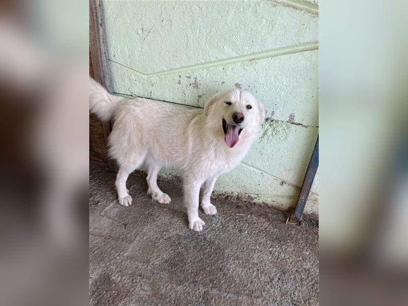 Shiro, sucht einen Gnadenplatz