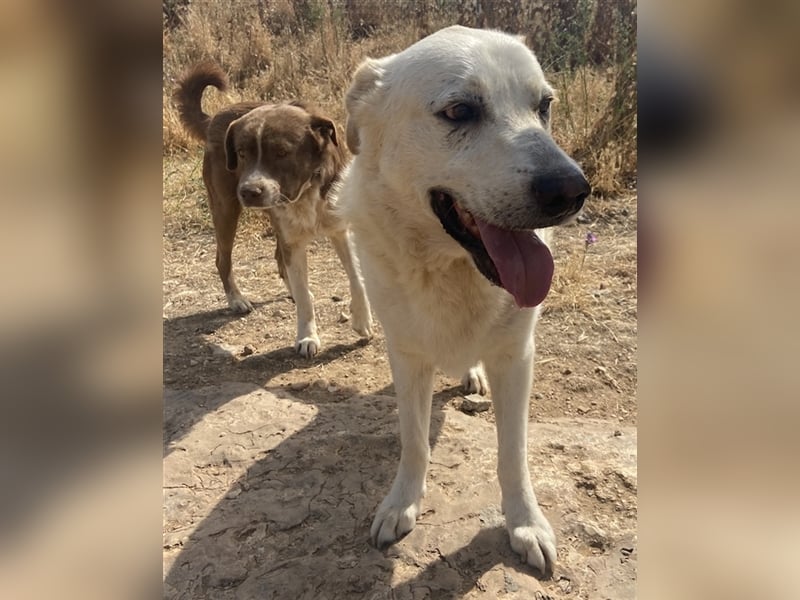 Kelo, geb. ca. 06/2017, lebt in GRIECHENLAND, auf einem Gelände, auf dem die Hunde notdürftig verso