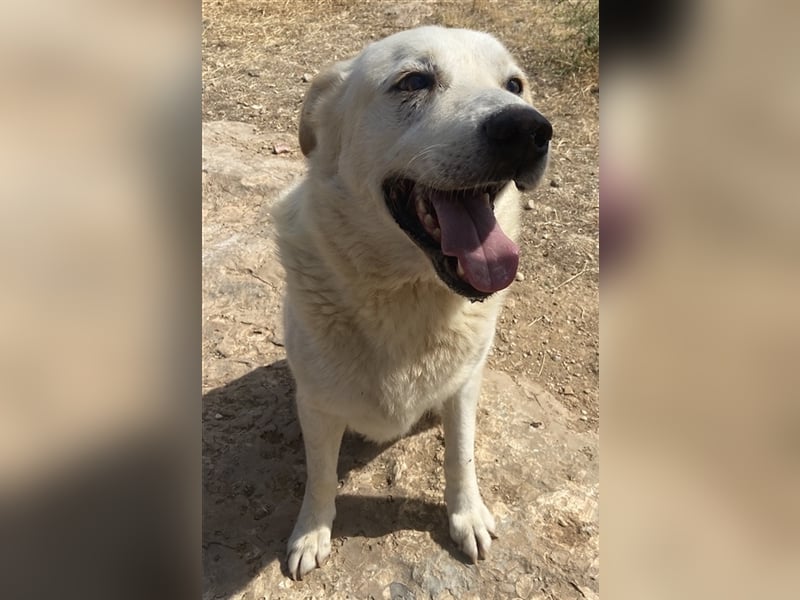 Kelo, geb. ca. 06/2017, lebt in GRIECHENLAND, auf einem Gelände, auf dem die Hunde notdürftig verso