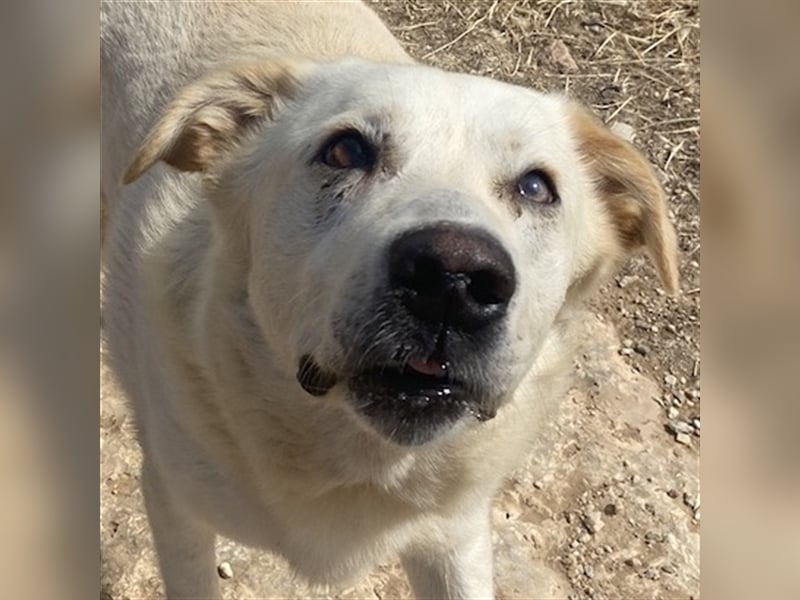 Kelo, geb. ca. 06/2017, lebt in GRIECHENLAND, auf einem Gelände, auf dem die Hunde notdürftig verso