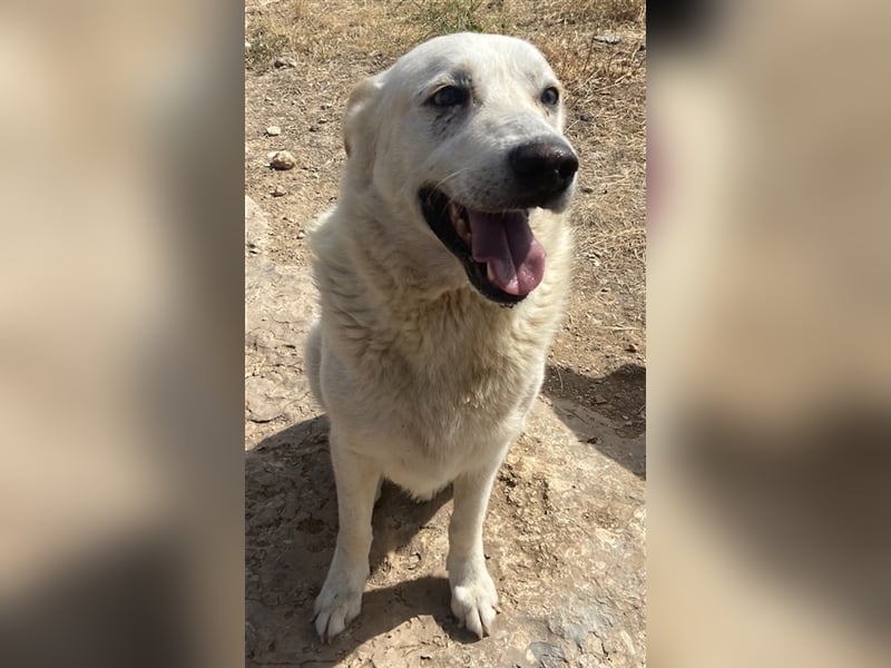 Kelo, geb. ca. 06/2017, lebt in GRIECHENLAND, auf einem Gelände, auf dem die Hunde notdürftig verso