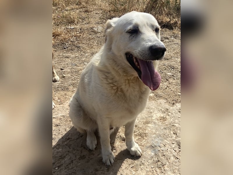 Kelo, geb. ca. 06/2017, lebt in GRIECHENLAND, auf einem Gelände, auf dem die Hunde notdürftig verso