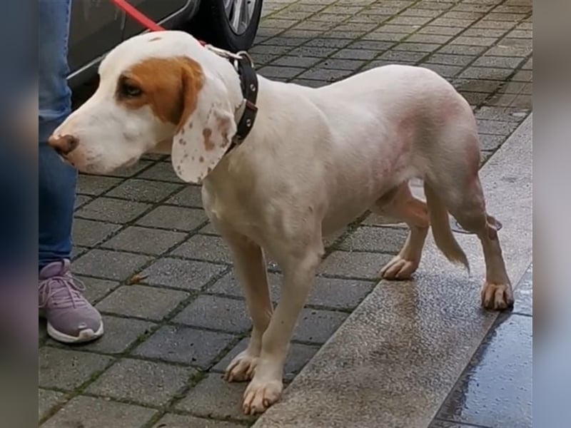Rocky sucht sein zu Hause! ❤️