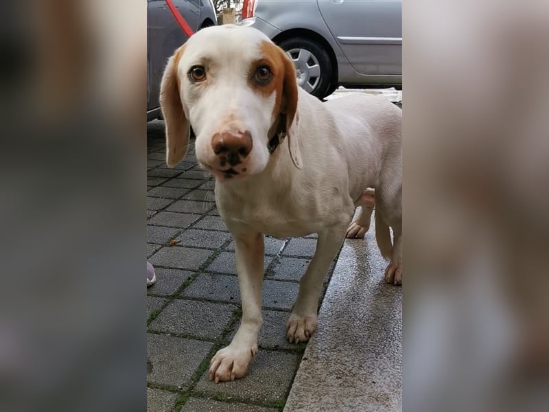 Rocky sucht sein zu Hause! ❤️