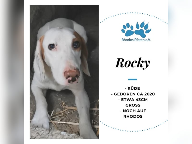 Rocky sucht sein zu Hause! ❤️