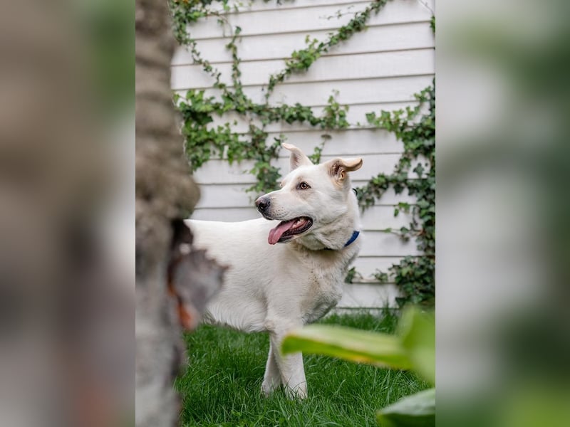 OLAF-Dieser tolle Hundebube Olaf weiß wie man Herzen im Sturm erobert!