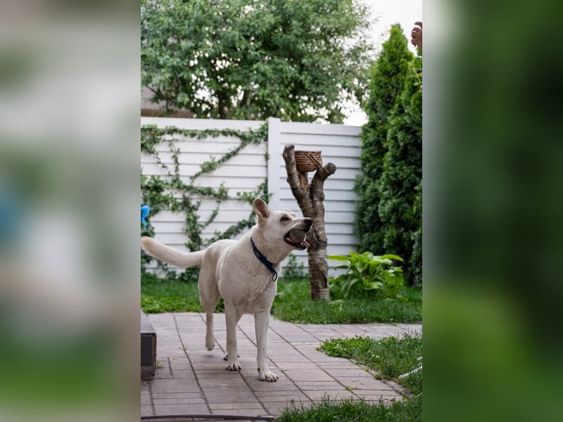 OLAF-Dieser tolle Hundebube Olaf weiß wie man Herzen im Sturm erobert!