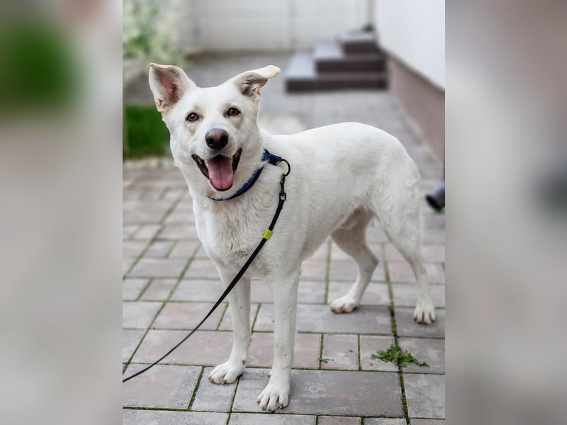 OLAF-Dieser tolle Hundebube Olaf weiß wie man Herzen im Sturm erobert!