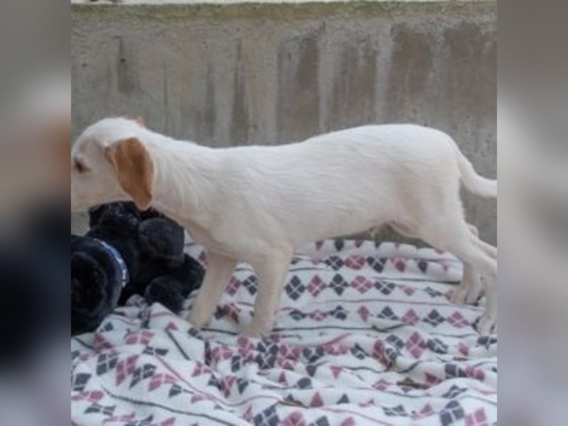 Zuckersüßer BENNI-aufgeweckter, angenehm ruhiger Bub sucht sehnsüchtig seine "Für-immer-Familie"
