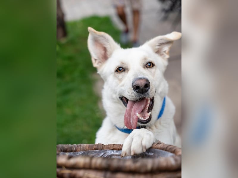 OLAF-Dieser tolle Hundebube Olaf weiß wie man Herzen im Sturm erobert!