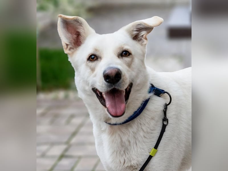 OLAF-Dieser tolle Hundebube Olaf weiß wie man Herzen im Sturm erobert!