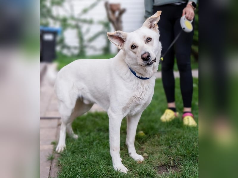 OLAF-Dieser tolle Hundebube Olaf weiß wie man Herzen im Sturm erobert!