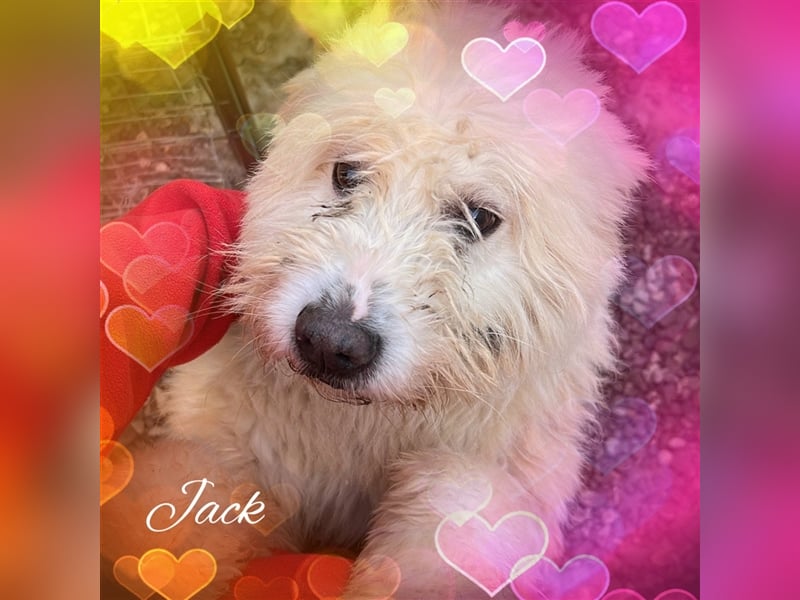 Jack, Mix, Rüde, ca. 6 Jahre, ca. 50 cm