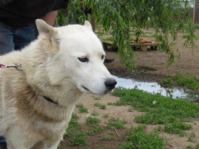 Wolf, Charakterschatz sucht aktive Familie
