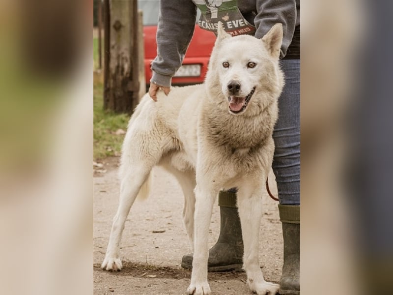 Wolf, Charakterschatz sucht aktive Familie