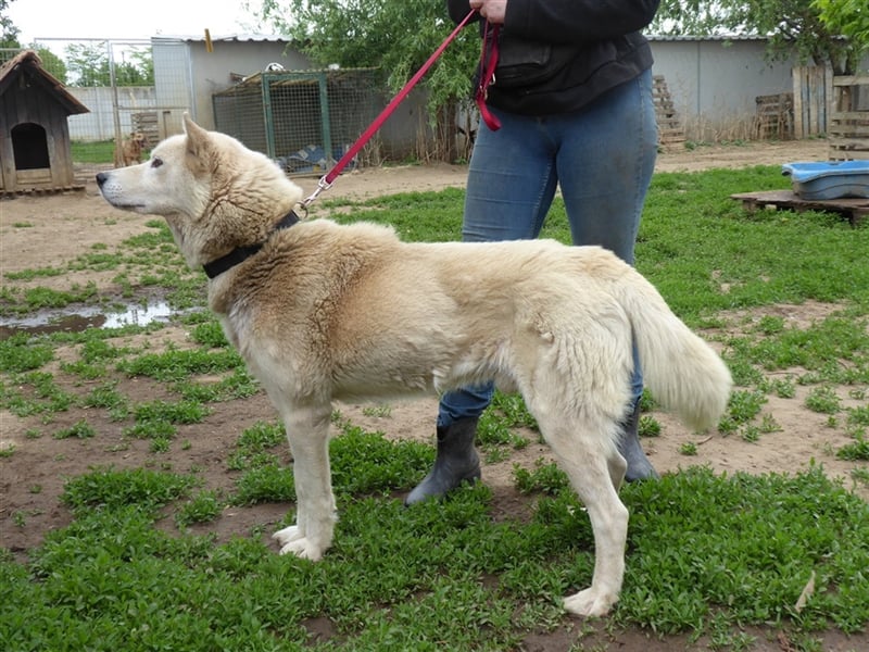 Wolf, Charakterschatz sucht aktive Familie