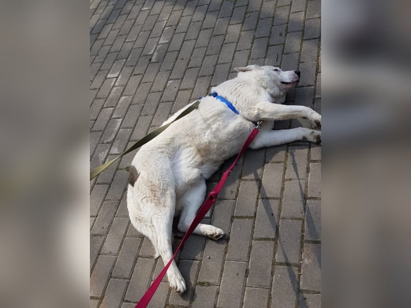 Rüde Sapfir mit schönen blauen Augen sucht Dich