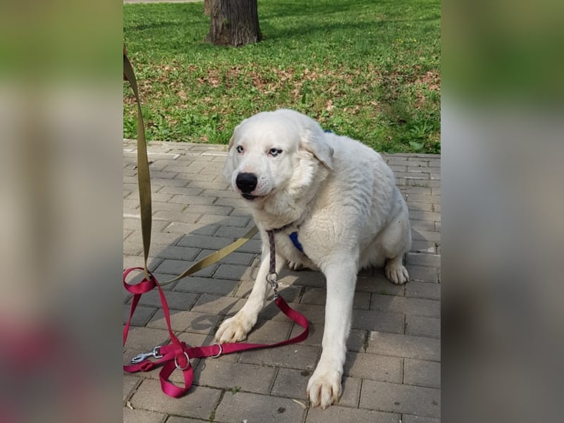 Rüde Sapfir mit schönen blauen Augen sucht Dich