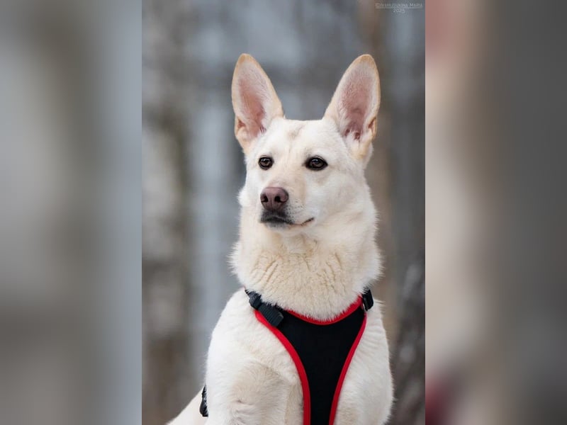 Vorsichtiger Theo sucht liebevolles Zuhause