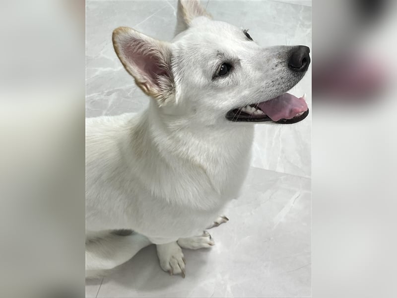 Kevin,verspielter 2 jähriger Rüde,etwa 12 kg ,sucht eine wundervolle Familie