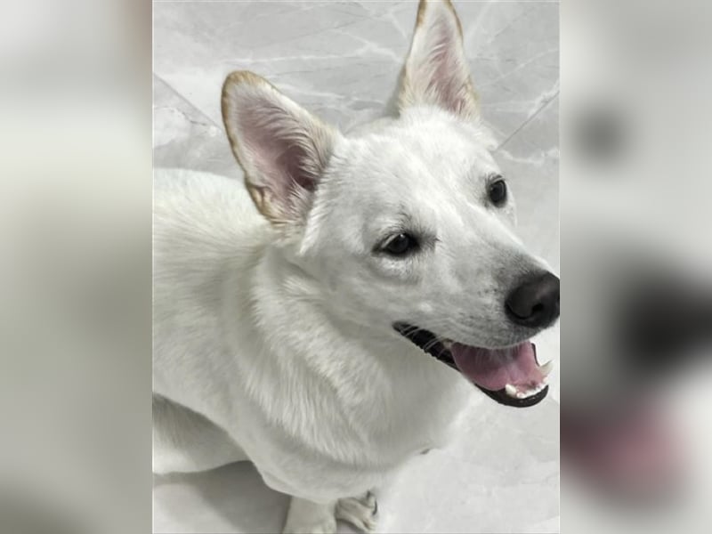 Kevin,verspielter 2 jähriger Rüde,etwa 12 kg ,sucht eine wundervolle Familie
