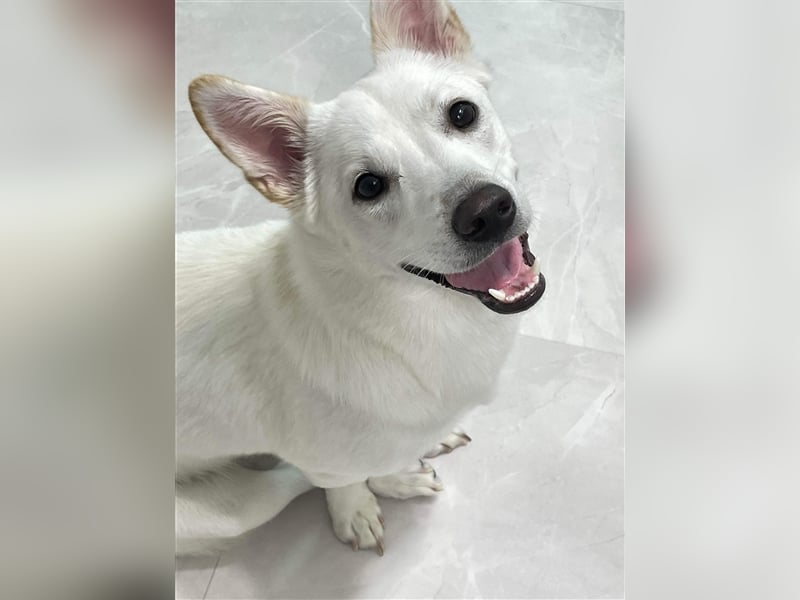 Kevin,verspielter 2 jähriger Rüde,etwa 12 kg ,sucht eine wundervolle Familie
