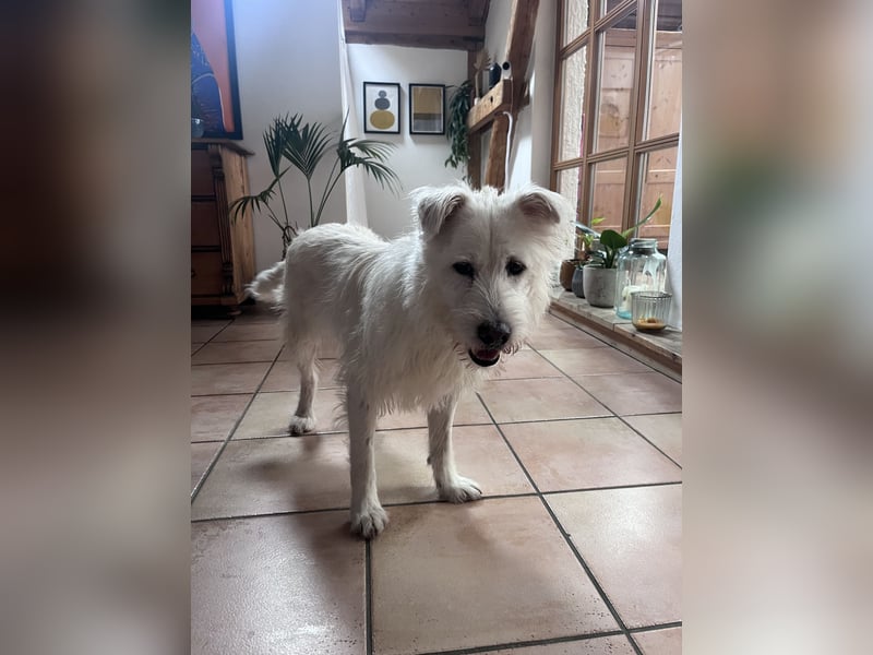 OLAF sucht ein Zuhause