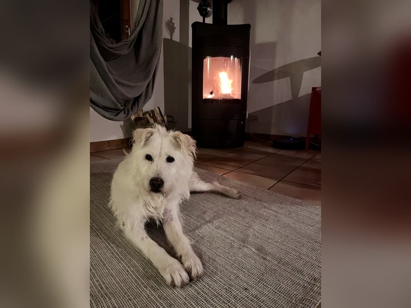 OLAF sucht ein Zuhause