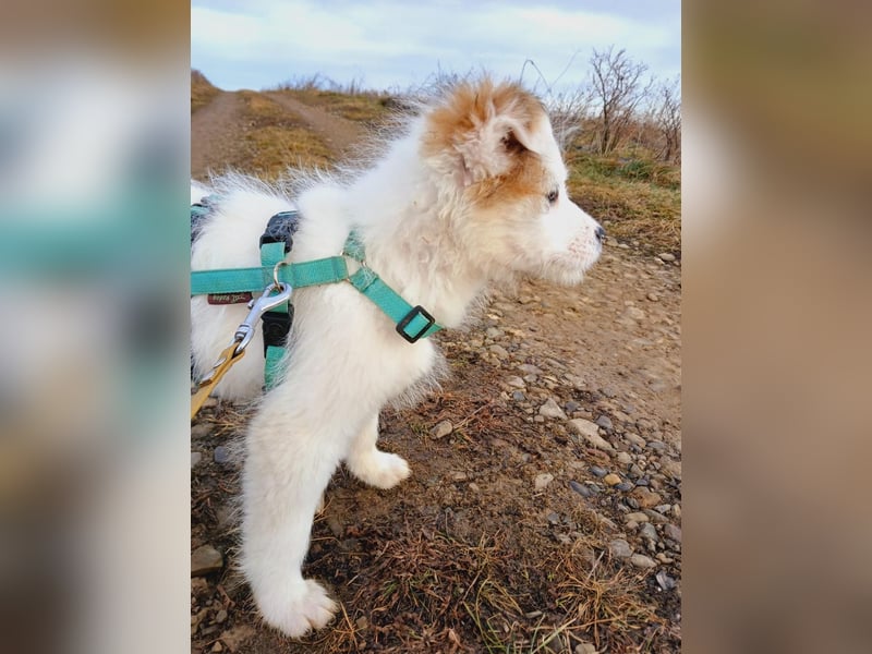 Fröhlicher Welpe Buddy