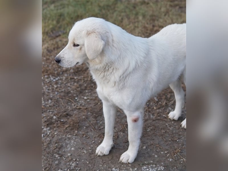 Idallo, geb. ca. 12/2020, lebt in GRIECHENLAND, im städt. Tierheim Serres