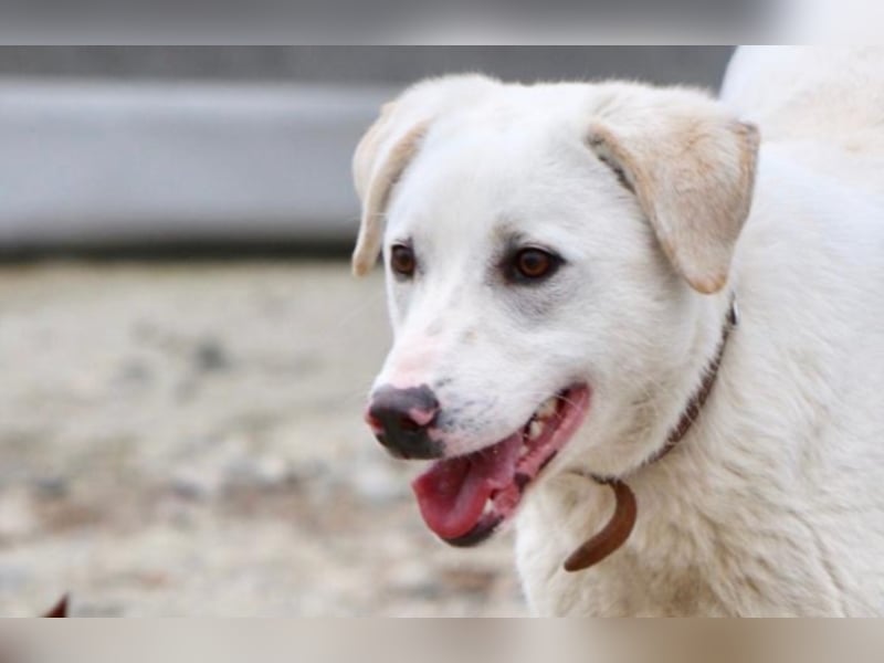 Angel sucht eine aktive Familie  