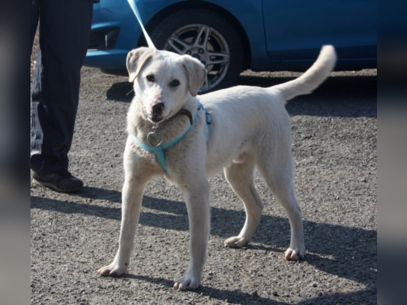 Angel sucht eine aktive Familie  