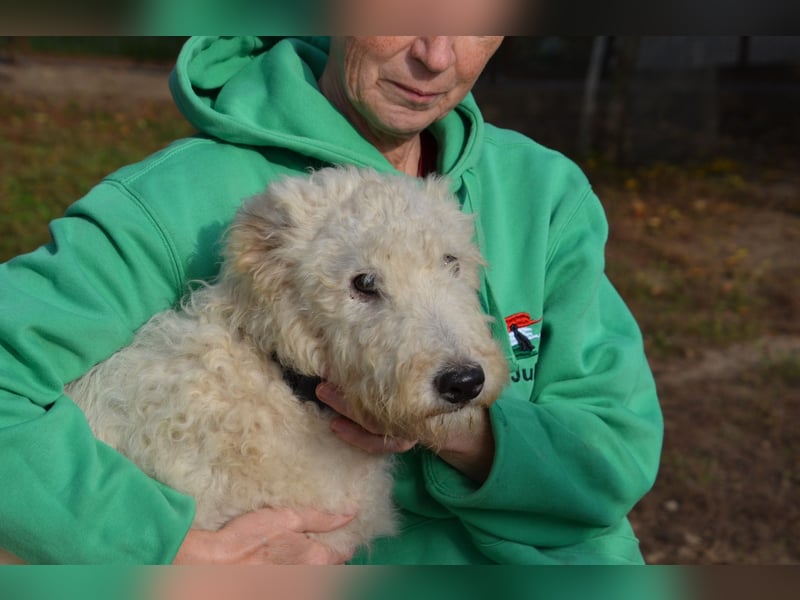 Sanfter Harka sucht sein Zuhause