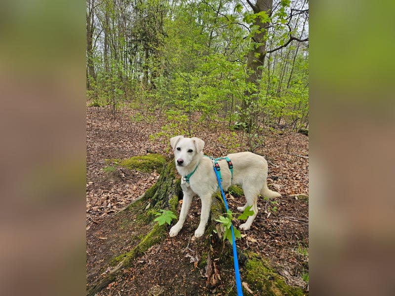Knut sucht ein neues Zuhause