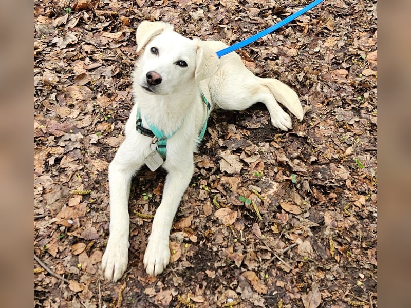Knut sucht ein neues Zuhause