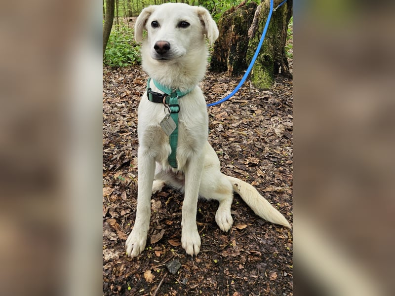 Knut sucht ein neues Zuhause