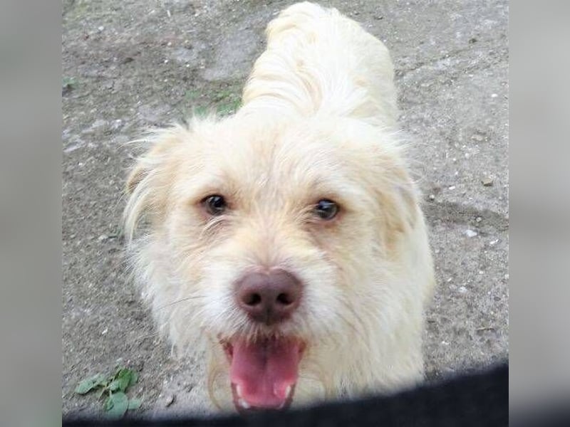 Pablo 2, Mischling