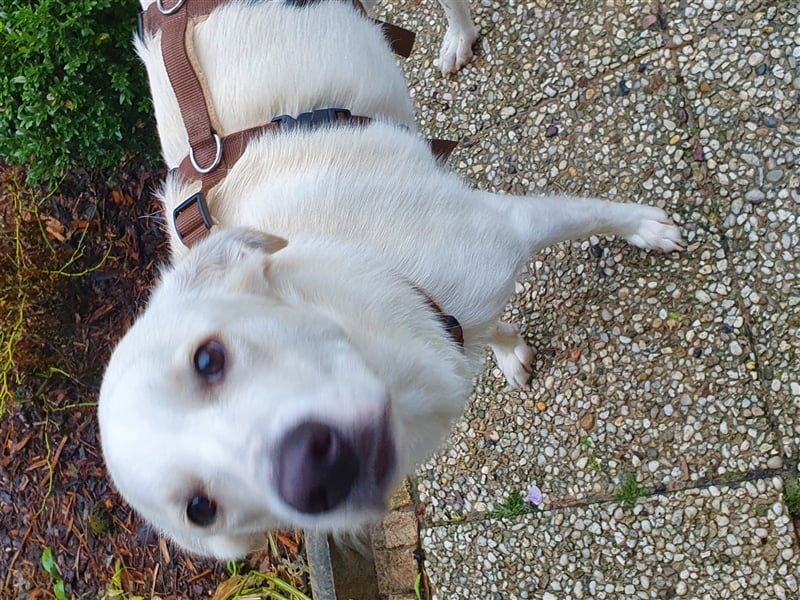 Levi sucht ein Zuhause