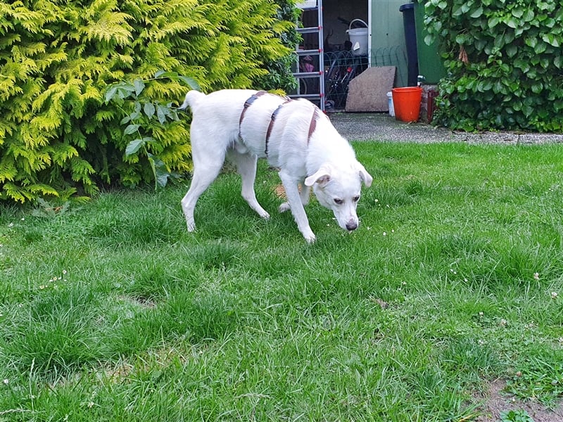 Levi sucht ein Zuhause
