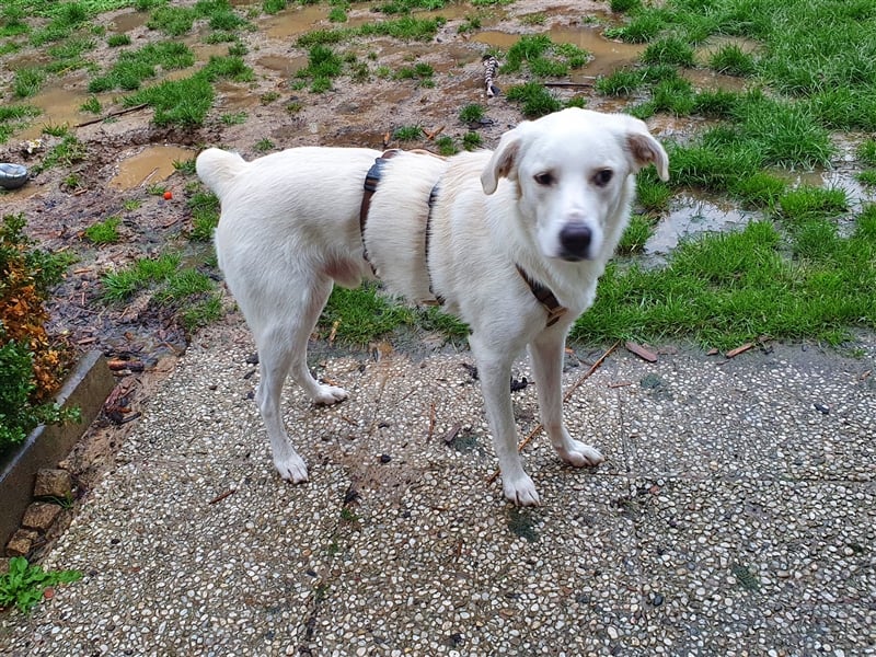 Levi sucht ein Zuhause