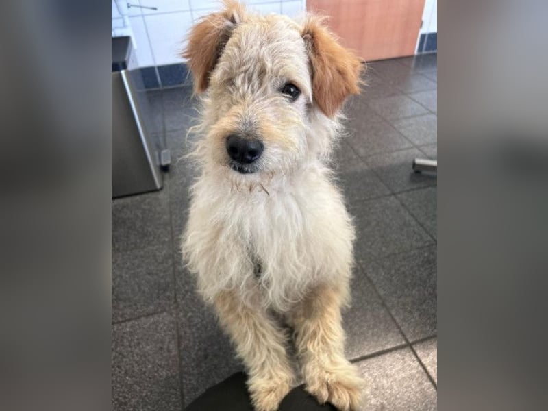 Lucky ❤️ wartet in 78247 Schlatt am Randen